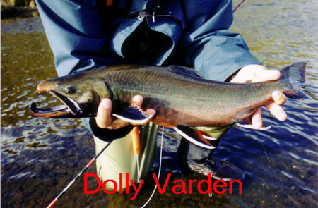 alaska dolly varden fishing